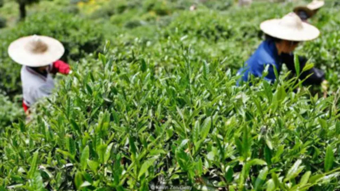 茶叶礼盒定制系列 TLH-300 型